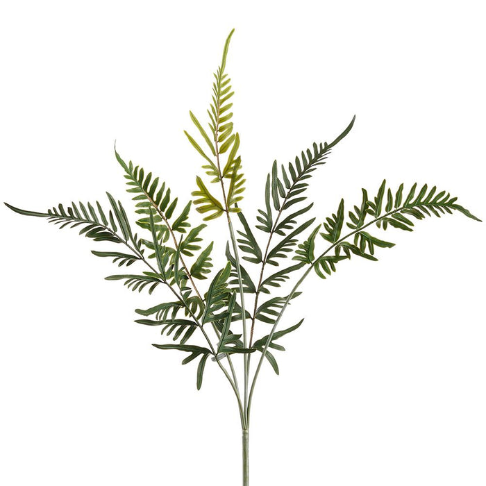 Blue Star Fern Bush