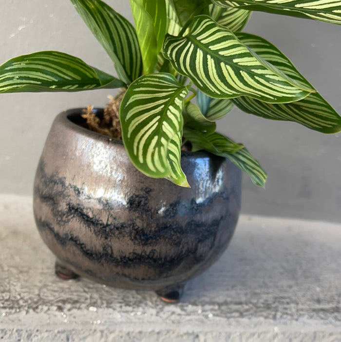 Calathea Vittata In Phetes Planter Houseplant