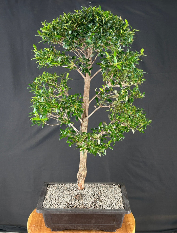 Flowering Brush Cherry Bonsai Tree - Tiered Branching - (eugenia myrtifolia)
