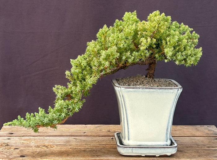 Juniper Bonsai Tree - Cascade Style -(juniper procumbens nana)