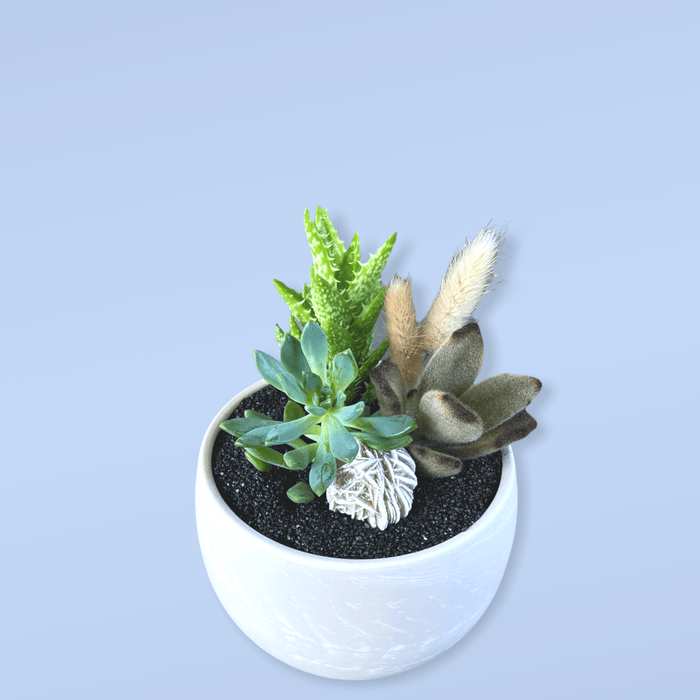 Marsh Succulent Garden W/ Dried Floral + Desert Rose Selenite Houseplant