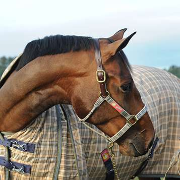 5/A Baker® Breakaway Halter