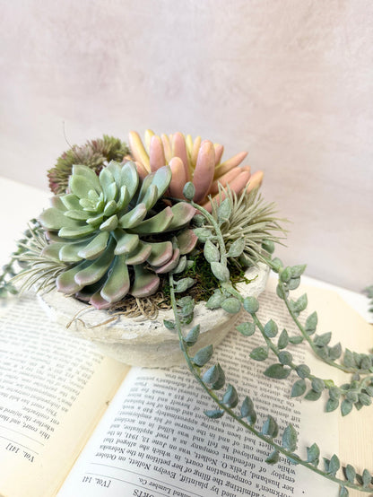 8" Suzie Succulent Centerpiece