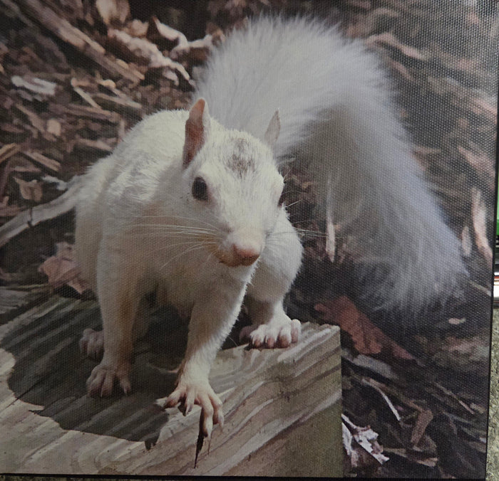 Walnut