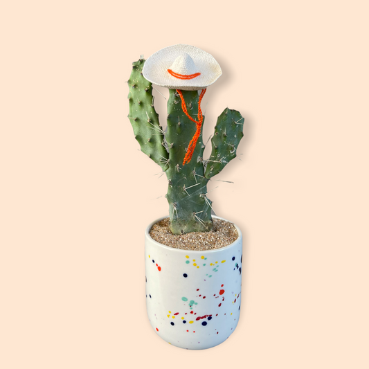 Cacti Rico In Confetti Planter Houseplant