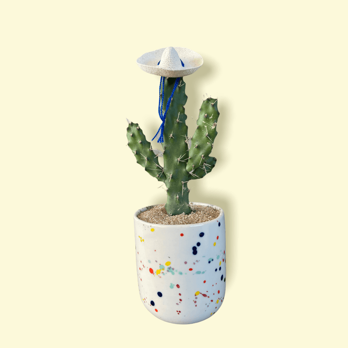 Cacti Rico In Confetti Planter Houseplant