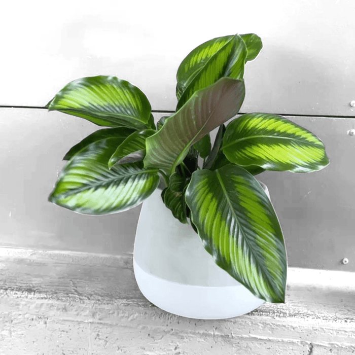 Calathea Beauty Star Houseplant