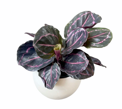 Calathea Dottie In Marble Planter Houseplant
