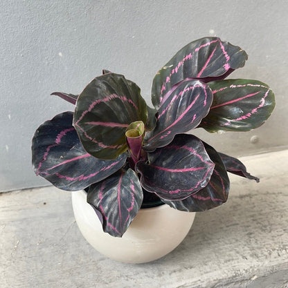 Calathea Dottie In Marble Planter Houseplant