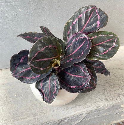 Calathea Dottie In Marble Planter Houseplant