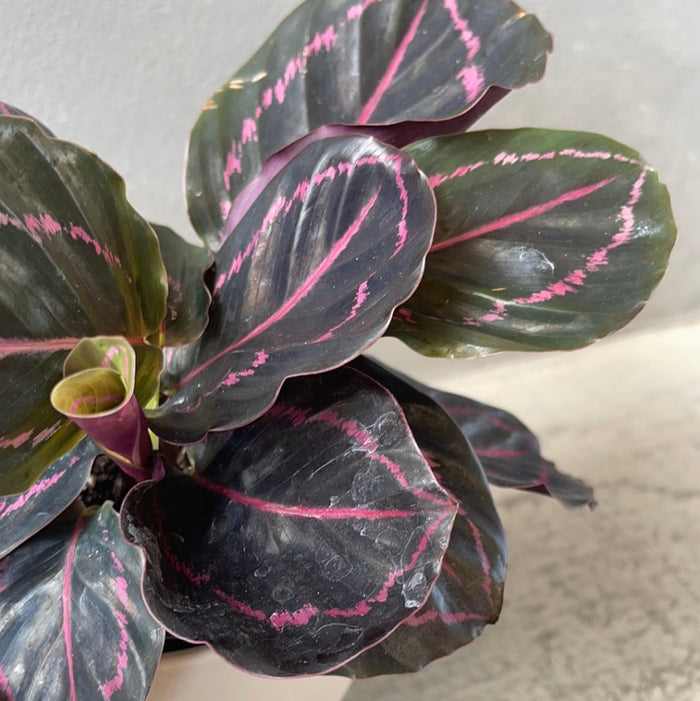 Calathea Dottie In Marble Planter Houseplant