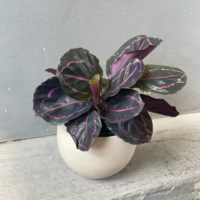 Calathea Dottie In Marble Planter Houseplant