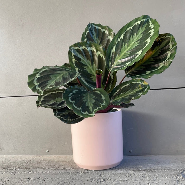 Calathea Medallion In Pinke Planter Houseplant