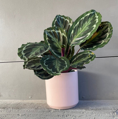 Calathea Medallion In Pinke Planter Houseplant