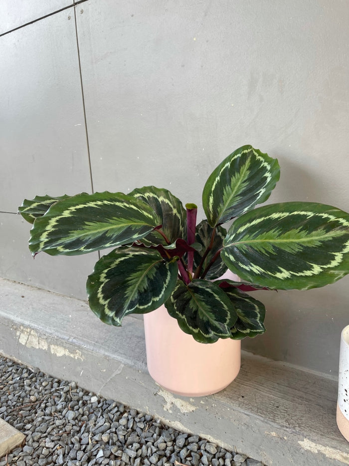 Calathea Medallion In Pinke Planter Houseplant