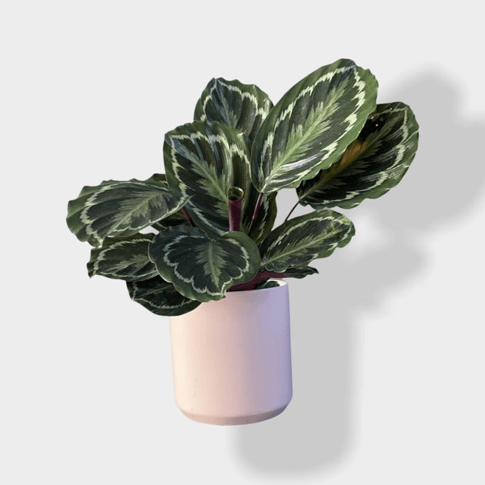 Calathea Medallion In Pinke Planter Houseplant