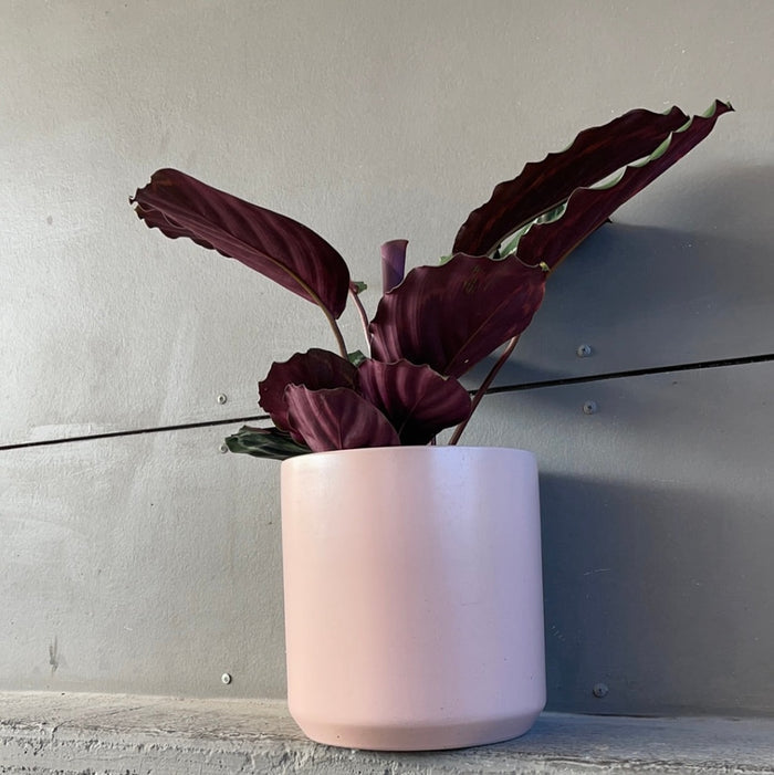 Calathea Medallion In Pinke Planter Houseplant