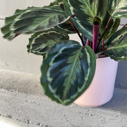 Calathea Medallion In Pinke Planter Houseplant
