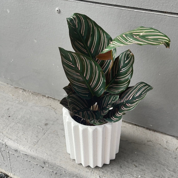 Calathea Ornata In Rome Planter Houseplant