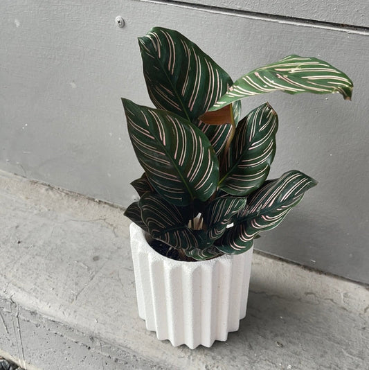 Calathea Ornata In Rome Planter Houseplant