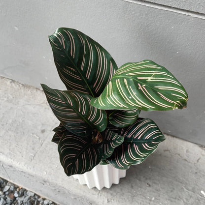 Calathea Ornata In Rome Planter Houseplant