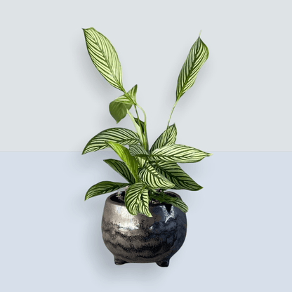 Calathea Vittata In Phetes Planter Houseplant
