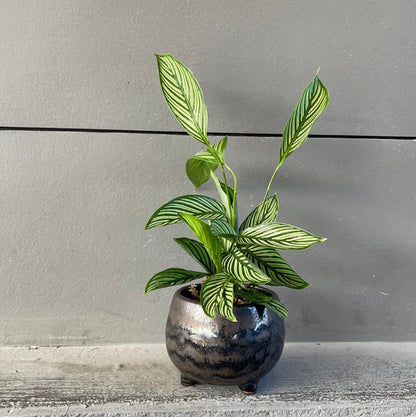 Calathea Vittata In Phetes Planter Houseplant