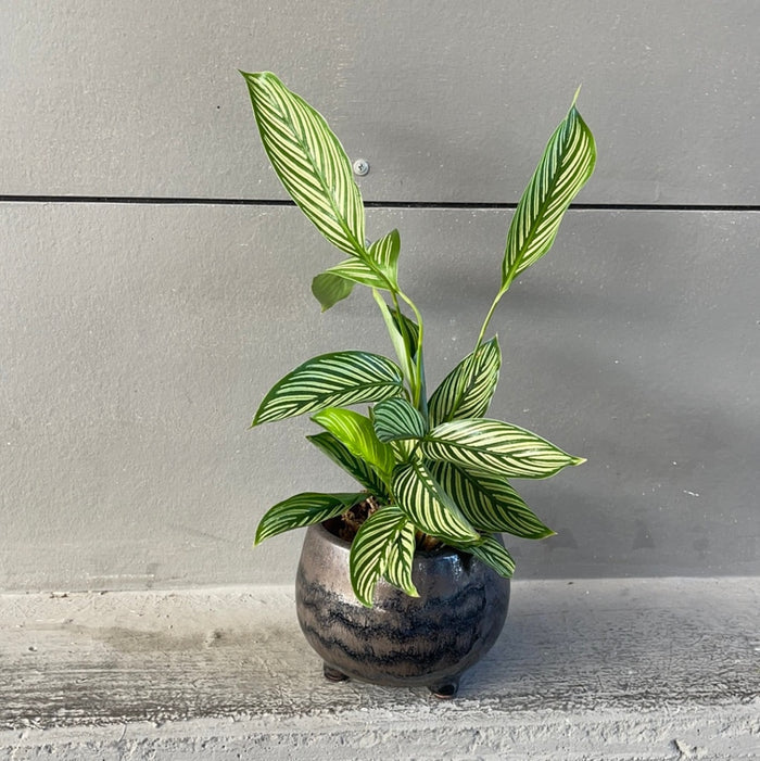Calathea Vittata In Phetes Planter Houseplant