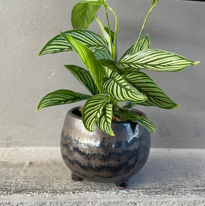 Calathea Vittata In Phetes Planter Houseplant