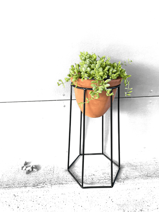Clif Crassula In Terra Bee Planter Houseplant