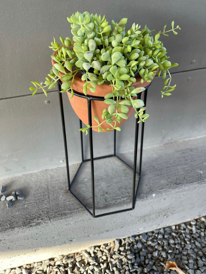 Clif Crassula In Terra Bee Planter Houseplant