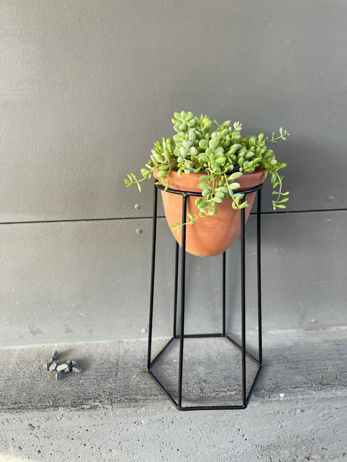 Clif Crassula In Terra Bee Planter Houseplant