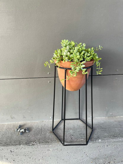Clif Crassula In Terra Bee Planter Houseplant