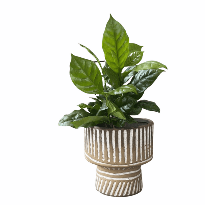 Coffee Plant In Tally Planter Houseplant