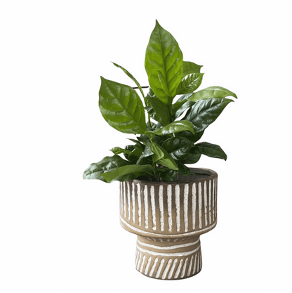 Coffee Plant In Tally Planter Houseplant