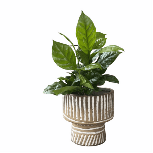 Coffee Plant In Tally Planter Houseplant