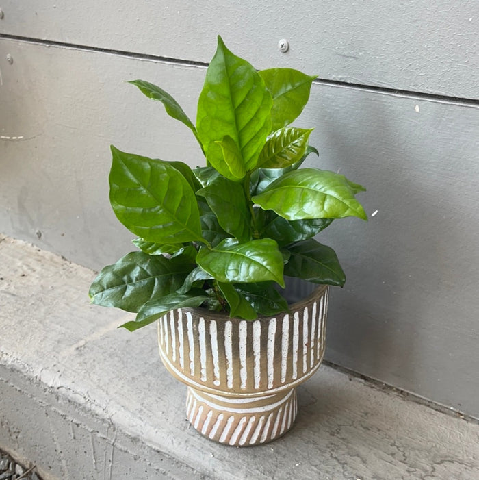 Coffee Plant In Tally Planter Houseplant