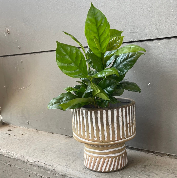 Coffee Plant In Tally Planter Houseplant