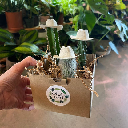 Cowboy Cacti Trio Houseplant