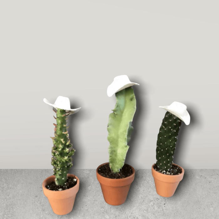 Cowboy Cacti Trio Houseplant