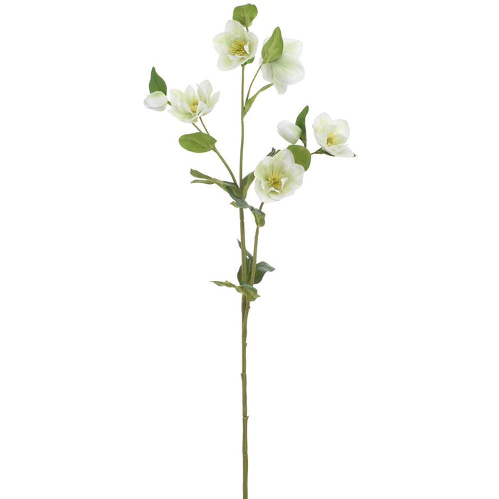 Cream Green Helleborus Spray