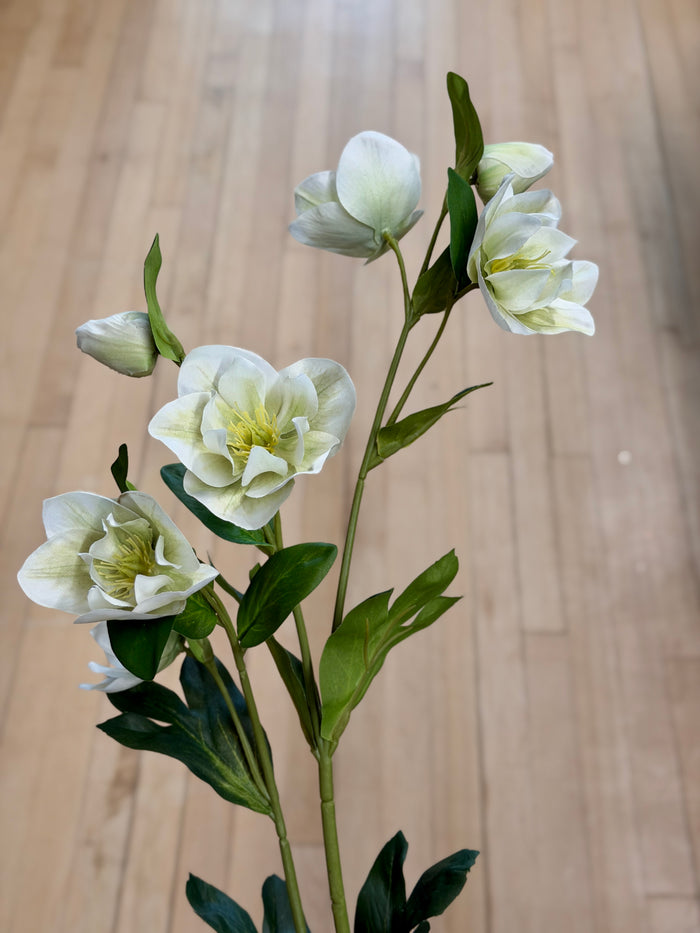 Cream Green Helleborus Spray