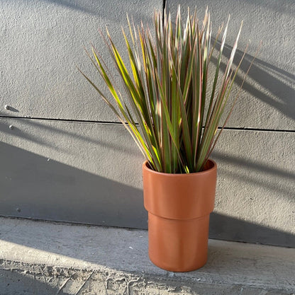 Dragon Tree In Terracotta Planter Houseplant
