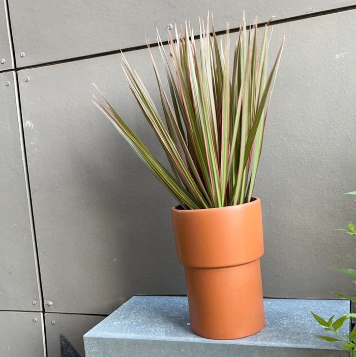 Dragon Tree In Terracotta Planter Houseplant