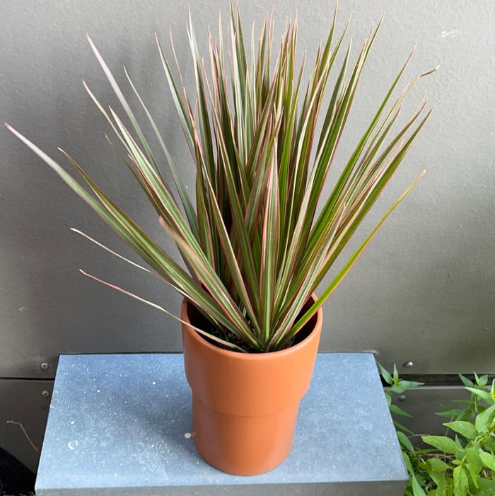 Dragon Tree In Terracotta Planter Houseplant