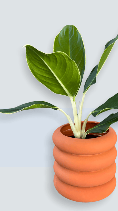 Edgy White Aglaonema In Tubular Matte Terracotta Houseplant