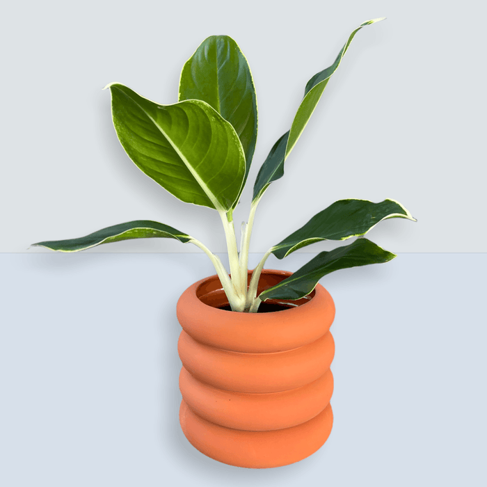 Edgy White Aglaonema In Tubular Matte Terracotta Houseplant