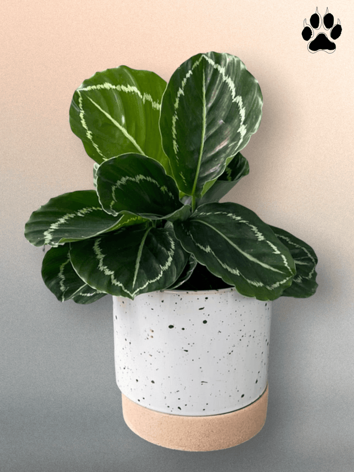 Emerald Calathea In Brea Planter Houseplant