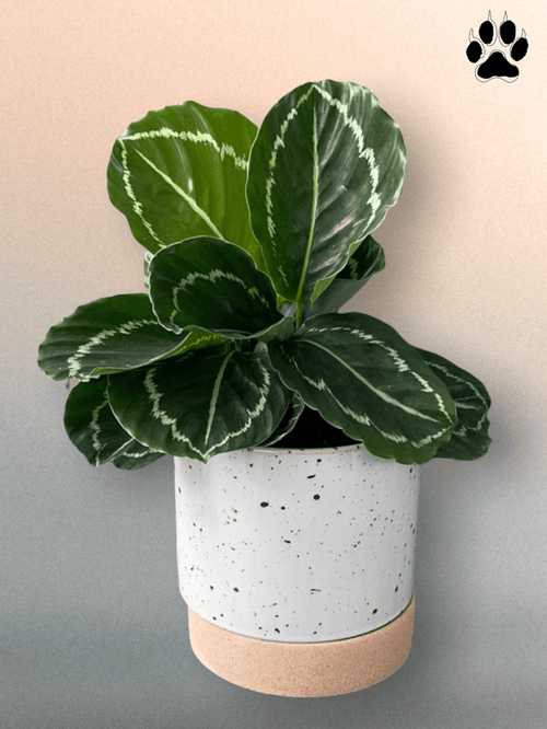 Emerald Calathea In Brea Planter Houseplant