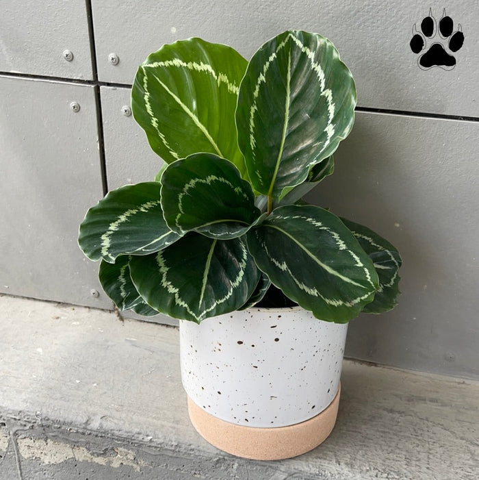 Emerald Calathea In Brea Planter Houseplant